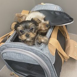 Yorkshire Terrier Puppies from KH Yorkies