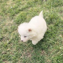Heidi - White female Samoyed puppy in Durant, Oklahoma from OrangeLine Samoyeds