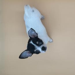 Patootie - Black and white female Chihuahua puppy in Smyrna, Georgia from GeorgiasChihuahuas