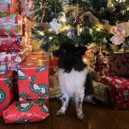 Hunnibunnies sonic xmas sale - Black parti male Pomeranian puppy in Cleveland, Ohio from Hunnibunnies