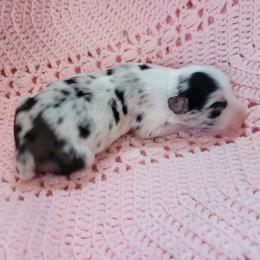 Raisin - Slate merle female Border Collie puppy in Morgan, Texas from Shooting Star Ranch