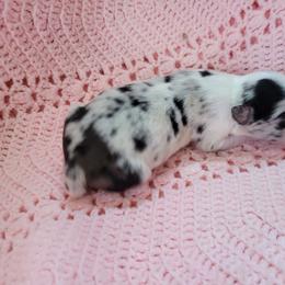 Raisin - Slate merle female Border Collie puppy in Morgan, Texas from Shooting Star Ranch