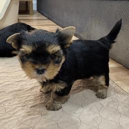 Rosie - Blue and gold female Yorkshire Terrier puppy in Portland, Oregon from Bohemian Beauty Yorkshire Terrier