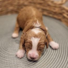 K-Onyx - Red  male Goldendoodle puppy in Lewisville, Texas from Texas Goldendoodle Lovers
