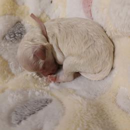 Girl 3 - White female Poodle puppy in Blanch, North Carolina from Faithful Hearts Kennel