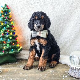 Reed - Phantom male Poodle puppy in Gaylord, Michigan from Dog Mom Co.