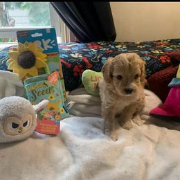 Russ - Apricot male Cavapoo puppy in Woodridge, New York from Woodland poodles and Cavapoos