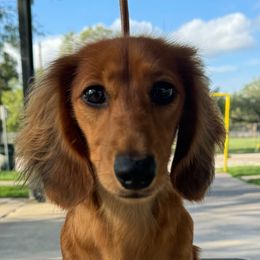 Calliope - Dachshund