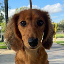 Calliope - Dachshund