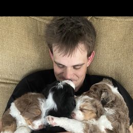 Miniature Australian Shepherd Puppies from Matpip Pups