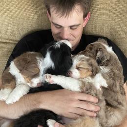 Miniature Australian Shepherd Puppies from Matpip Pups