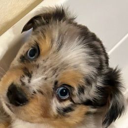 Merle - Australian Shepherd puppy from Two Nichols Aussies