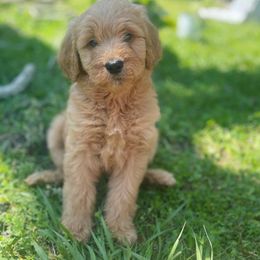 Bernedoodle, Cavalier King Charles Spaniel, and Goldendoodle Puppies from Dandelion Doodles