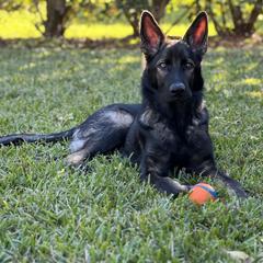 German Shepherd Puppies from Key Star German Shepherds