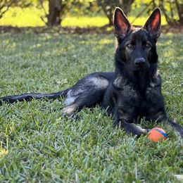 German Shepherd Puppies from Key Star German Shepherds