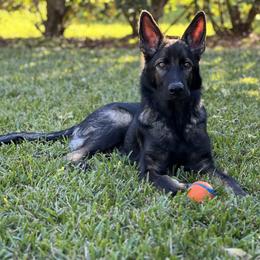 German Shepherd Puppies from Key Star German Shepherds