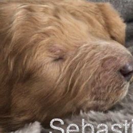 Goldendoodles from L&Z Goldendoodles