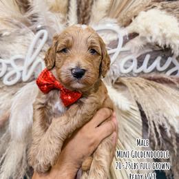 Frosted Flakes - Apricot male Goldendoodle puppy in Pearland, Texas from Posh Paws Puppies