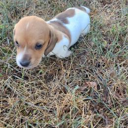 Excalibur - Piebald male Dachshund puppy in Hartville, Missouri from Aimee C. Doxies