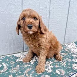 Puppy 3 - Apricot female Irish Doodle puppy in Bloomfield, Iowa from Schooley Doodles