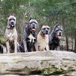 Cane Corso from Casanova Cane Corso