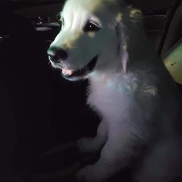 Golden Retriever Puppies from Kansas Prairie Pups