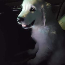 Golden Retriever Puppies from Kansas Prairie Pups