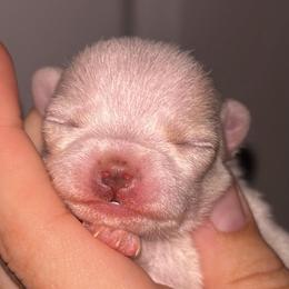 Divinity (Diva for short) - White female Chihuahua puppy in New Castle, Delaware from Sasha’s Elite Kennel LLC