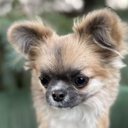 Brooklyn - Chihuahua