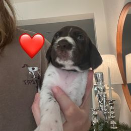Elvis - Red Collar - Liver and white male German Shorthaired Pointer puppy in Conroe, Texas from Tipsy Rabbit GSP TopDog Kennel