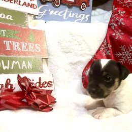 Border Collie and Jack Russell Terrier Puppies from CP FARMS BORDER COLLIES N JACKS CORP