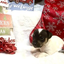 Border Collie and Jack Russell Terrier Puppies from CP FARMS BORDER COLLIES N JACKS CORP