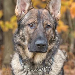 German Shepherds from Vom Haus Weinbrand