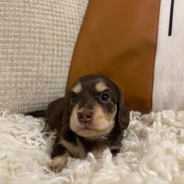 Bambi - Chocolate and cream female Dachshund puppy in Fort Gibson, Oklahoma from Cooper’s Dachshunds