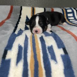 Snickers - Black and tan female Pembroke Welsh Corgi puppy in Washington from Castle View Royal Rumps