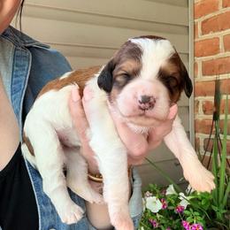 Everest - Sable female Bernedoodle puppy in Denver, Pennsylvania from Greenview Puppies
