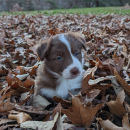 Border Collie Puppies from Platts Hill Border Collies