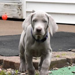 Weimaraner Puppies from Platinum Weimaraners