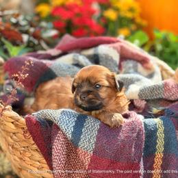 Biewer Terrier and Russian Salon Dog Puppies from Petit Bijou