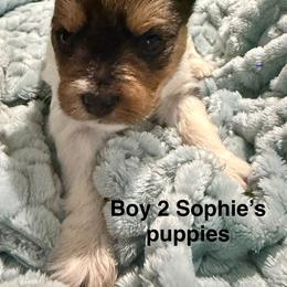 Boy 2 - Parti male Yorkshire Terrier puppy in Princeton, Kentucky from Paw-Perfect Palace