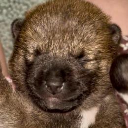 Sashige boy - Red male Shiba Inu puppy in Clewiston, Florida from Animal Farm Shiba Inus & Mameshibas