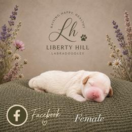 Facebook - Caramel cream female Australian Labradoodle puppy in Denton, Texas from Liberty Hill Labradoodles