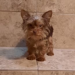 Pete - Yorkshire Terrier