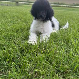 Bernedoodle, Goldendoodle, and Poodle Puppies from Country View Bernedoodles and Goldendoodles