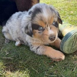Saffron - Blue merle male Miniature Australian Shepherd puppy in Medical Lake, Washington from MAS Gone Rogue