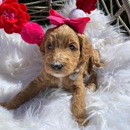 Aussiedoodle and Goldendoodle Puppies from Cuddly Doodles