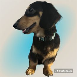 Winston - Dachshund