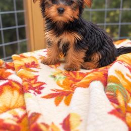 Girl 2 - Black and tan female Yorkshire Terrier puppy in Loganville, Georgia from The Doggy Empire