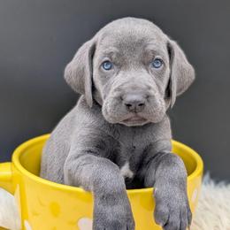 Def Leppard - Blue male Weimaraner puppy in Evart, Michigan from Drehbar Weimaraners