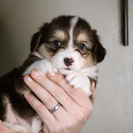 Luke - Black and tan male Pembroke Welsh Corgi puppy in South Otselic, New York from Ridge Top Corgis